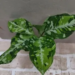 アグラオネマ　ピクタム　トリカラーa美苗✨️　観葉植物❤️　送料無料のサムネイル