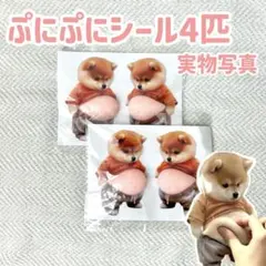 【4枚】お腹ぷにぷにシール 柴犬 おなかぷくぷくシール 3Dシール