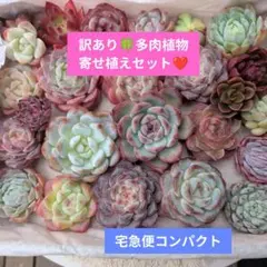 S*︎様 ① 多肉植物 訳あり多肉植物 韓国カット苗入りの詰め合わせ エケベリア