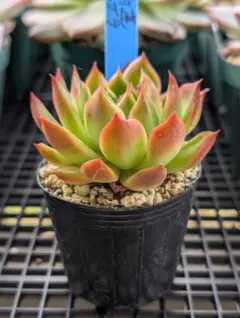 おらいさん苗　相府蓮xそわそわ　青札 2025年最新】おらいさん苗 青札の人気アイテム - メルカリ