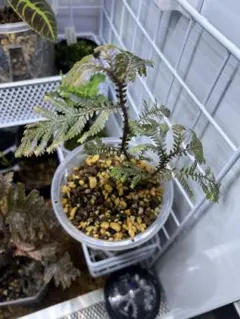 希少♡斑入り♡エバーフレッシュ♡ネムの木♡観葉植物♡インテリア