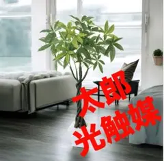 光触媒　人工観葉植物　ウォールグリーン　フェイクグリーン　パキラ110