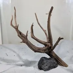 2026年最新】ブランチウッドの人気アイテム - メルカリ