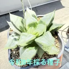 多肉植物 ハオルチア 裏般若錦♀x水晶コンプト101錦♂ 種子10粒 令和8