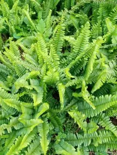 かなりレア Nephrolepis pendula 垂れるシダ 抜苗ネコポス発送 - メルカリ
