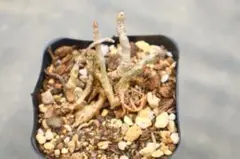チレコドン・群卵のサムネイル