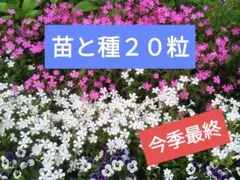 苺大福様 リクエスト 2点 まとめ商品