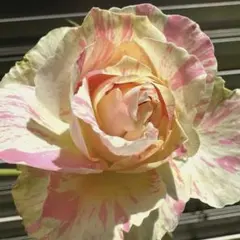 Beaniebaby様 リクエスト 2点 まとめ商品