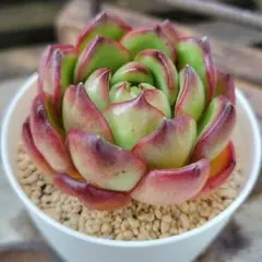 このか様 リクエスト 3点 まとめ商品