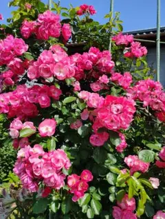 いろは様 リクエスト 3点 まとめ商品