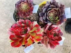 35 多肉植物 アエオニウム 抜き苗 4種セット