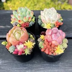 17 多肉植物の小さな寄せ植え☆そのまま飾れる☆4コセット
