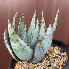 J様 リクエスト 2点 まとめ商品