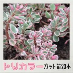 セダム トリカラー カット苗のサムネイル