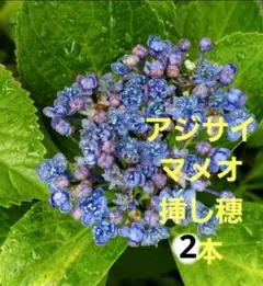 アジサイ　マメオ　挿し穂　2本　レア　紫陽花　挿し木用のサムネイル