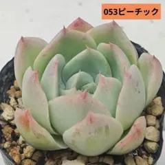 多肉植物 ミックスベリア ピーチック おらいさん苗 - メルカリ