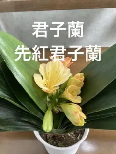 【希少】キバナクンシラン黄花君子蘭ヴィコ・イエロー交配25年物 園芸ネット本店｜クンシラン：黄花君子蘭3号ポット の通販【公式】