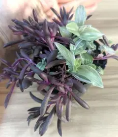 希少 トラディスカンティア ヒジョウバル 観葉植物 - メルカリ