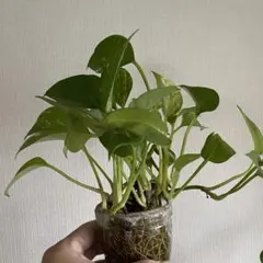 ᵕᴗᵕ⁎ )温かな ポトス18 ライムコンパクト - メルカリ