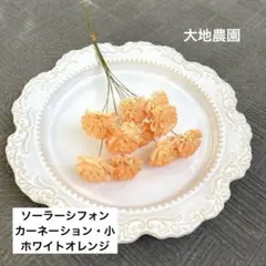 ソーラーシフォンカーネーション・小　ホワイトオレンジ　大地農園