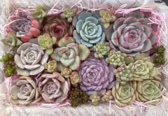 速達発送 多肉植物 カット苗 詰め合わせ エケベリア セット