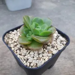 多肉植物 七福神 抜き苗① - メルカリ