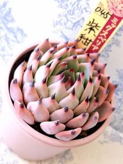 2026年最新】紫紺の矢の人気アイテム - メルカリ