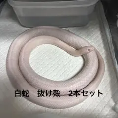 2026年最新】白蛇抜け殻の人気アイテム - メルカリ