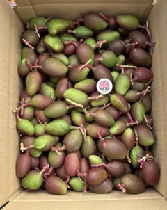 2026年最新】摘果マンゴーの人気アイテム - メルカリ