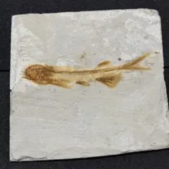希少リコプテラ 標本 魚 化石 魚類化石 標本 古代魚 観賞石 インテリア