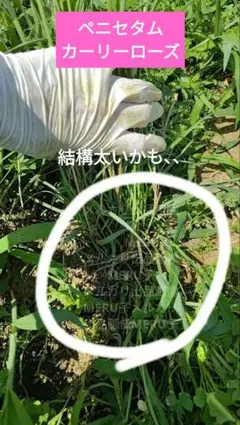 れも様 確認用 カラー メモリーズ苗 - メルカリ