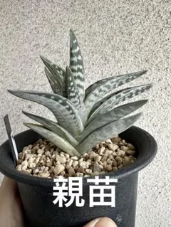 専用です。【超希少苗　千代田錦白斑　''氷の微笑'' 子株出品】アロエ属