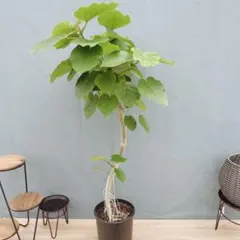 フィカス ウンベラータ 8号 156cm S-shaped tree form - メルカリ