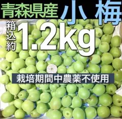 10.青森県産　特選品　小梅　青梅　カリカリ梅　豊後梅　箱込み約1.2kgのサムネイル