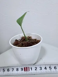 【モンステラ タウエリー　1苗】のサムネイル