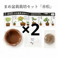 新品 育てるカプセル まめ盆栽 栽培セット 赤松 セット 2セット分のサムネイル