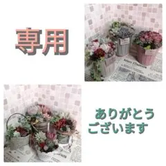 【専用】オーダー*そのまま飾れる多肉植物の寄せ植え　3点セット