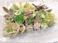 ミニチュアベンチのチマチマ寄せ*そのまま飾れる多肉植物の寄せ植え