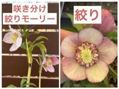 ひなっち様専用 クリスマスローズ 種 艶ミスティークsd 大木ナーセリー