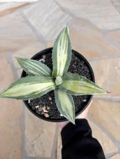 アメリカーナ　白縞斑　親株販売広がり60c m中心高さ30cm アガベ アメリカーナ 白縞斑 親株販売広がり60c m中心高さ33cm