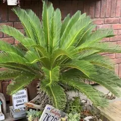 2025年最新】ソテツ 引き取りの人気アイテム - メルカリ