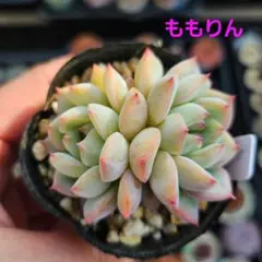 ももりん（双頭）　おらいさん苗 ミックスベリア　多肉植物