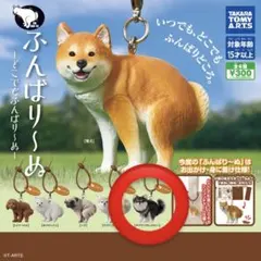 ふんばり〜ぬ チワワ ブラックタン