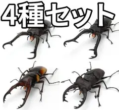 いきもの大図鑑 くわがた11　4種セットのサムネイル