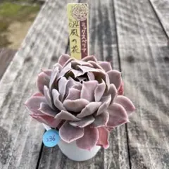 デ*:様 236多肉植物　おらいさん　風の花　ミックスベリア　抜き苗❣️