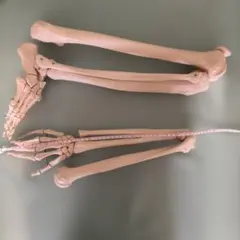 アザラシの腕の骨セット - メルカリ