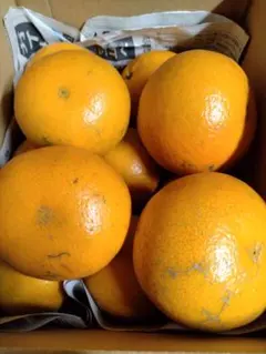 今期最終です！完熟たんかん混合3キロ☆残り僅かとなりました♪