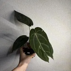 54 アンスリウムEquatorナイトバット×ドリームビルダー オープン