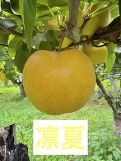 ⚠️ほのぼのピクルス様専用⚠️茨城県産 梨/甘ひびき 秀品/3キロ 大玉