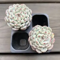 多肉植物　エケベリア　韓国苗　ブルーミニマ2苗　抜き苗セット